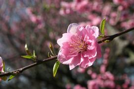 花桃咲く春の古河へ　～古河総合公園と城下町探訪～