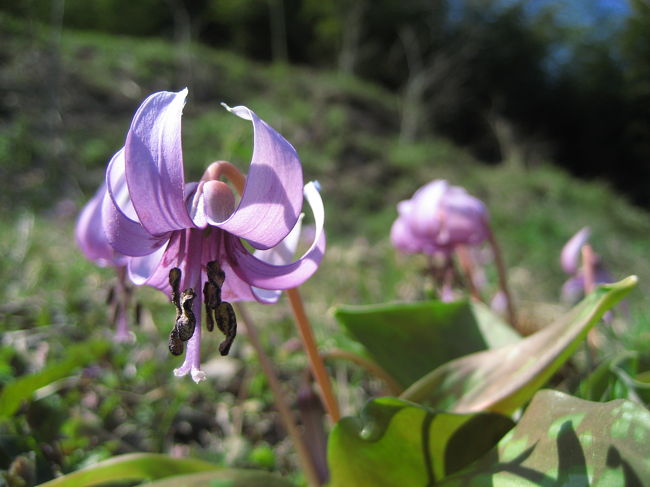 ずっと、カタクリの花の写真を撮りたいと思っていました。<br /><br />花の名前をほとんど知らなかった私ですが、カタクリの花はずっと前から知っていました。<br />近所の地銀が数年前に、ポスターの写真に使っていたからです。<br /><br />花びらがきゅっと反り返った、薄紫色の花。<br />こんな花があるんだ！───と、その特徴的な姿はとても印象的でした。<br /><br />もっとも、そのカタクリのポスターが入れ替わってしまった後は、しばらく忘れていました。<br /><br />そして一年前、デジカメを初めて買って花の撮影に夢中になり、カタクリの花のことを思い出しました。<br />しかし、時はすでに初夏。<br />カタクリの花の時期は終わったばかりでした。<br /><br />そうして待つこと１年近く。<br />そろそろカタクリの季節ではないかしら、と調べてみたら、名所はアクセスの面倒くさそうなところばかり。<br />どうやら近所のお宅の庭先、道端や畑でひょいと見られる花ではなさそうです。<br />私にとって写真を撮るには高嶺の花かもしれない、と一時期あきらめかけました。<br /><br />しかし、多少遠出をしなければ撮る機会のない花の写真を撮りに行こうと決めた今日のこの祝日、高嶺の花のカタクリの写真を撮りに行けないかと検討してみました。<br />そして最終的に、小川町のカタクリ群生地に行くことに決めました。<br /><br />ただ、カタクリの開花時期は３月下旬から４月下旬。ネットでみかける見事なカタクリの群生の写真は、どれも４月です。<br />当初ターゲットにした向島百花園なら3月21日でも十分見頃だったかもしれませんが、小川町のカタクリ群生地となると、時期尚早かもしれません。<br />もっと３月末か、４月を待った方がよかったかもしれません。そにときにカタクリのためにどうしても1日あけたければ、あけられないこともないでしょう。<br /><br />でも、たとえ満開ではなくても、たとえ数本しかなくても、その姿をカメラに収められるなら、カタクリの花の写真を撮りたいという私の希望は十分満たされます。<br />なので、あるか分からない後日の機会を待つよりは、行けるときにさっさと行ってしまいたいという気持ちがどんどん募ってきました。<br />辛抱の足らない私ですが、カタクリの花の写真はぜひぜひ撮りたいと思っていた花の1つです。<br />花は時期を逃せば、また1年、待たなくてはなりません。<br />時の流れがどんどん早く感じられるようになっていく今、１年なんて、たぶん、あっという間でしょう。<br />でも、待っているときの１年は、とても長く感じられます。<br />ましてや、自分も家族もとりあえず健康で、多少の浮き沈みはあっても平穏無事で、のん気に花の写真撮影にうつつをぬかしていられるこの幸運な日々がいつまでも続くという保証はどこにもないのですから。