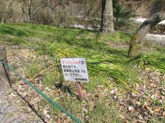 2007.03.23 ドライブ(その2:巾着田から高麗神社)