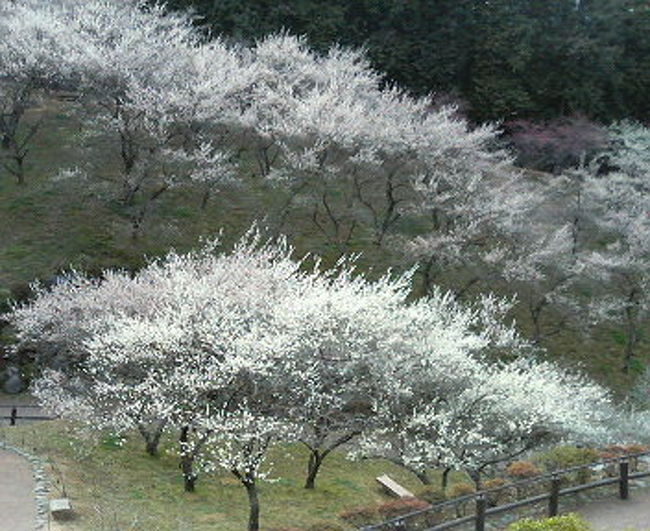 生まれ育った実家のすぐそば。<br />お彼岸のお墓参りをかねて行ってきました。