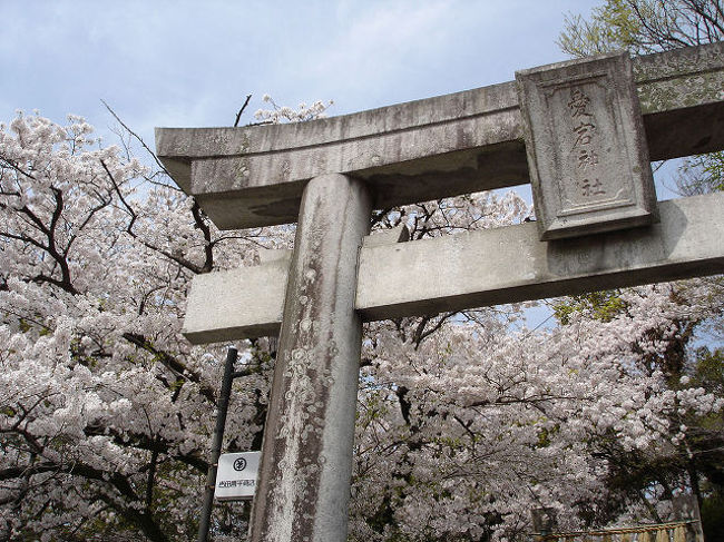 福岡市内の桜名所を見てまわりました。