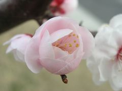 春はあけぼの梅や桜