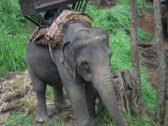 チェンマイで象にのりたい、そしてバンコクへ　その１