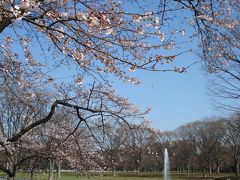 小太郎、桜を愛でる２　～代々木公園・外苑編～