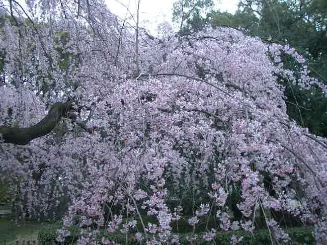 暖冬のつぎに寒さで震えていた今年の早春も、やっとほんものの春がやってきたようです。京都御所の桜が見ごろになりました。さっそく、はるの息吹を満喫してきました。