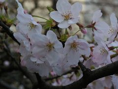 2007年目黒川の桜