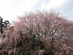 ちゃあちゃんの桜追っかけ２００７年