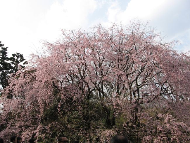 早いもので去年の桜追っかけから１年経ってしまった。<br />去年はうちの近所、歩ける範囲の桜だった。<br /><br />今年は電車の一日券で周れるさくら追っかけをしようと思う。<br /><br />きょうは<br />丸の内線四ッ谷駅、南北線、駒込の六義園、東大、九段下の靖国神社と千鳥が淵の桜を見て周った。<br /><br />平日でもけっこうな人出である。