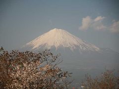 岩本山公園にて=少し早い富士山と桜=