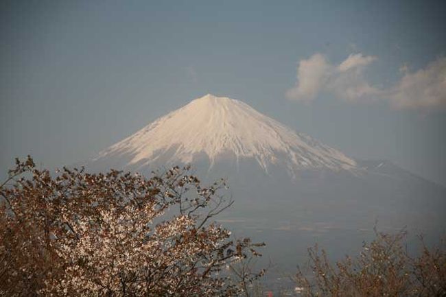 桜の開花宣言がされたので岩本山公園に行ってみました。<br />ここから桜を入れた富士山が撮りたくて…。
