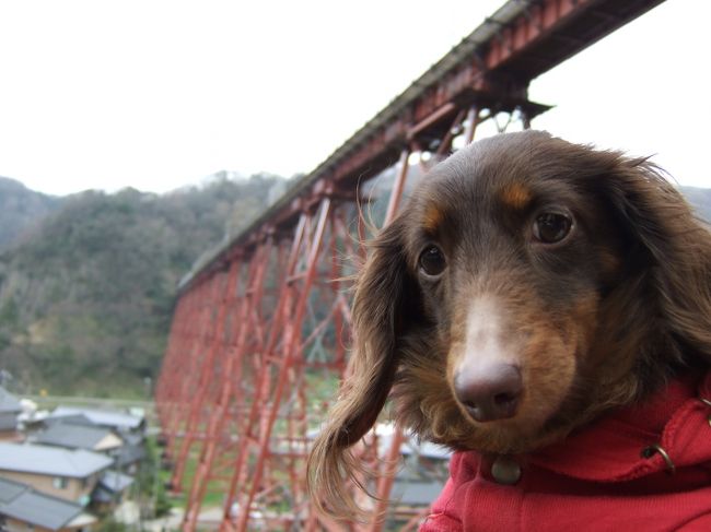 だんなと愛犬モナカと一緒に、車で餘部鉄橋を見に行ってきました。もうすぐコンクリート橋の架け替え工事が行われる予定ですので、ぜひその前にと思いでかけました。<br />