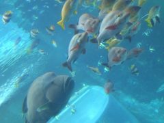 沖縄（6）美ら海水族館1/2