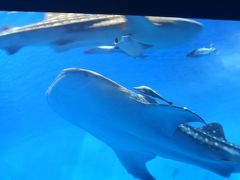 沖縄（7）美ら海水族館2/2