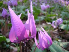 かたくりの花をたずねて　みかも山へ（義妻）