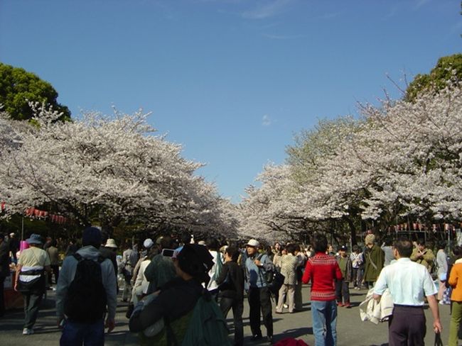 3/30（金）、会社をサボって桜が満開の東京へ、妻と二人で花見に行って来ました。<br />まずは上野へ（東京で桜と言えば上野公園ですね〜）。不忍池を一周し、上野公園の中心部へと向かいます。