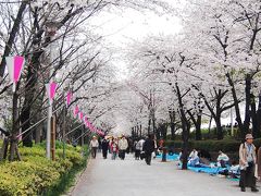 東京散歩【隅田公園の桜】