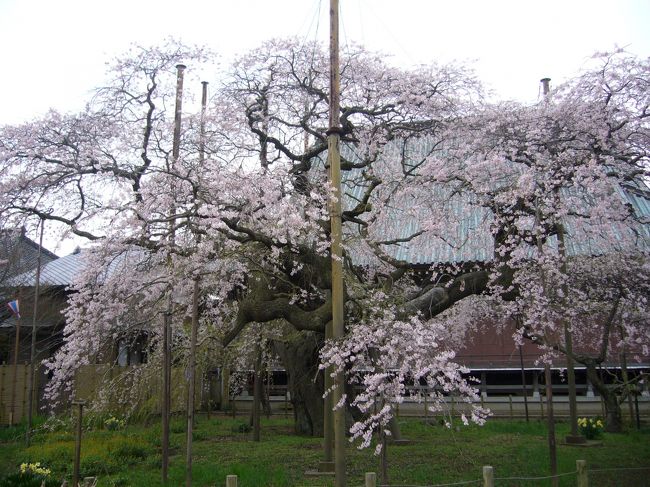 訪問場所 竜ヶ崎市般若院<br /> YAHOOの桜情報で般若院の枝垂れ桜が満開との事だったので出勤前に桜見物をしてきました。
