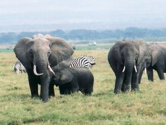 ケニア動物王国1 初めてのサファリ・アンボセリ国立公園１