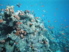 モルディブ　アリ環礁-3