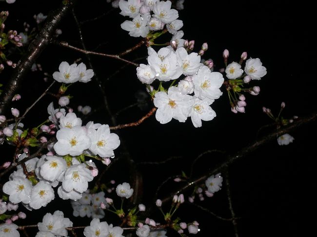 平成１９年３月３１日（土）<br /><br />智ちゃんと夜中☆急に桜を見に行ってきました〜♪<br /><br />【津偕楽公園】　http://www.kankomie.or.jp/db/result.php?id=3562<br /><br />　http://www.walkerplus.com/hanami/tokai/mie/S2401.html<br /><br />出発した時はちょっとお空が（雷の仕業で）ピカッ☆...(-д-ι)=(ι-д-)どぉしよぉ...<br />いっかぁ〜♪行っちゃえ〜ドライブ〜♪<br /><br />☆゜･:*:･｡,★゜･:*:･☆゜･:*:･｡,★゜･:*:･☆゜･:*:･｡,★゜･:*<br /><br />でも、２人は風邪？インフルエンザ？で病んでるはず...<br />いっかぁ〜♪行っちゃえ〜ドライヴゥ〜=3<br />