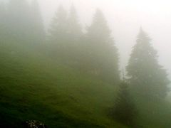 スイス写真集【412】霧の中に墨絵のようなモミ林が続く