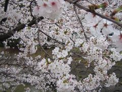 多布施川の桜