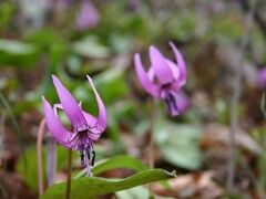 花咲く秩父路へ～満開のカタクリと法善寺の枝垂桜～