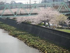 舞浜　見明川の桜並木　満開！！