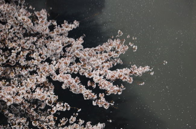 今日は天気も良いので、朝早くからお花見へ！<br />近場で御殿山から大崎→五反田→目黒と目黒川沿いを歩いて廻った。<br />撮影しながら、休憩を取りながらなので、時間が経つのは早かったが、<br />距離にしたら10KM以上あったのではないだろうか…？<br />さすがに目黒付近は人も多かったですが、それでも昨日の、隅田公園と比べたら人も少なかったので、撮影には良かった。<br /><br />画像が縮小表示されるため、画像がブレて見づらいですが、ご覧頂ければと思います。