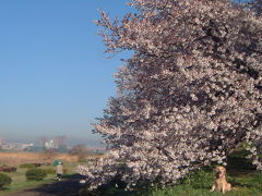 多摩川の桜