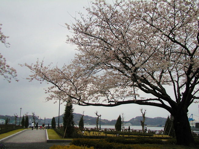 JR衣笠駅で降りて駅前のアーケード街を通って十字路を抜けて衣笠山へ・・・<br />衣笠城址を見るべく散策コースを歩いたものの、自動車道路に出たところで方向がわからなくなり、仕方がないのでバスで横須賀へ向かいました（残念）。<br />港は今日も静かで、こちらの桜もきれいでした。<br />