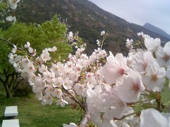 2007年の桜　願わくば 君と二人で 春死なん 君と出会った 桜咲く園