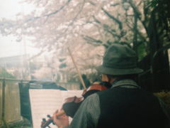 ２年ぶりの桜撮影編