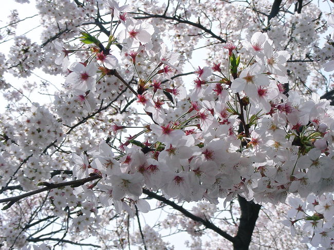 春ですね〜。<br />桜も咲いて、街中はパステルカラーに染まっております。<br />陽気も良く（ちょっと暑いけど）お散歩するにはイイ季節となりました。<br />ヒノキとスギの花粉症に苦しむ私は、出来れば外出したくないのですが、毎日家にこもってばかりもいられない…というわけで毎年服用しております薬を飲んで、花見がてらお散歩へ行ってきました。<br />この日は気温２３℃・いい具合に風もふき、私にとって最悪の天候なのでした。