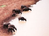 ケニア動物王国3 女王の観察小屋・アバーディア国立公園
