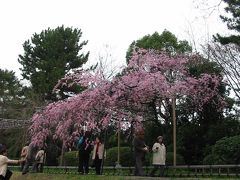 annakが選ぶ京の桜ベスト