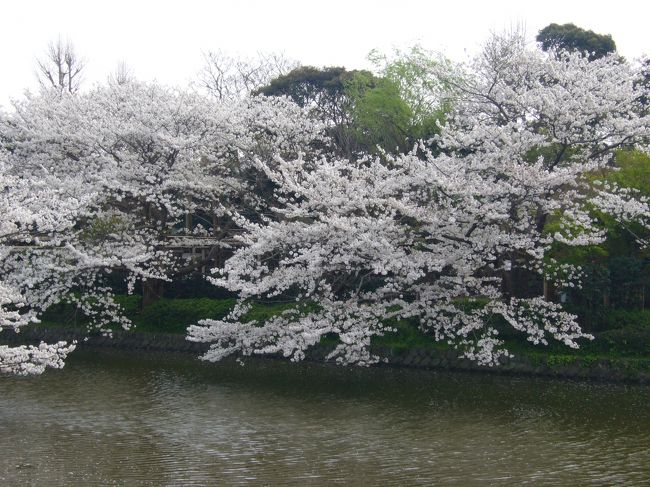 訪問場所　東慶寺　円覚寺　鶴岡八幡宮<br />　鎌倉まで日帰りで桜見物にいってきました　