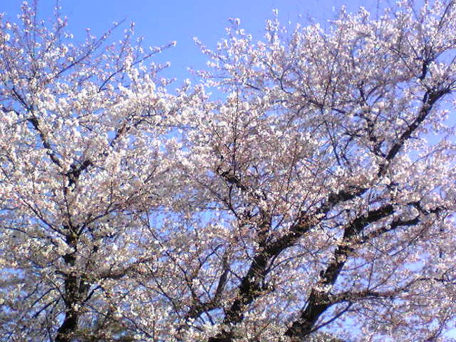 　4月1日は気温が高くなって、風も温かだったので、スクーター<br />で相模原市役所前通りの桜並木を観に行きました。<br />　話には聞いていたのですが、この並木かなり長い距離にわたって、つづいていました。花見会をする人もいたり、露天も並んだりでいかにも。。。という感じでした。