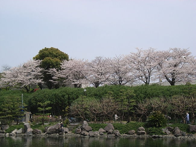 「花より団子」の私でも、たまには桜の花の散る様を見て、世の無常を感じるのも良いだろう、ということで、今日は天気も良いので、花見にでも行ってみます。<br />昨日は曇り空でしたので、今日のほうが良いでしょう。<br />どこに行くかも迷うところではありますが、定番の上野公園などまで足を運ぶのも、デブ症、ではなくて、出不精の私にはかったるくてしょうがない。<br />何とか近場で良いところはないだろうか、と考えていたところ、しながわ区民公園を思いつきました。<br />この辺の地理をご存知であればおわかりでしょうが、品川区と大田区は北と南で隣接しており、しながわ区民公園は品川区の南端です。<br />現在大田区在住の私は自転車で行ける距離ですので、公園まで自転車で行き、ついでにしながわ水族館を見学してくることにします。