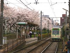 都電に乗って?　荒川自然公園の桜