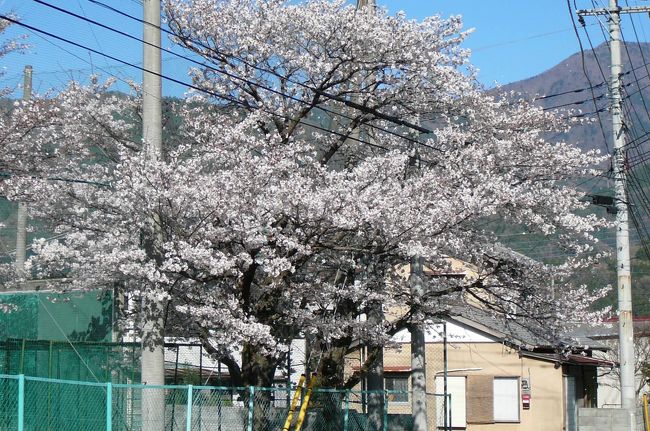 4月1日に懐旧懇談会が甲府で開催されるので折角の機会を利用して身延山久遠寺、恵林寺、武田神社等参拝観光して来ました。<br /><br />一日目（3/30　サンパーク・ホテル内藤泊)<br />　→京都（ひかり404号）→静岡（ふじかわ5号）→身延（途中下車）～身延山久遠寺参拝～　身延（ふじかわ9号）→甲府<br /><br />　ＪＲ身延駅（山交バス臨時便280円）～身延山久遠寺参拝～時間が十二分にあったので徒歩でＪＲ身延駅まで散策<br /><br />二日目（3/31　サンパーク・ホテル内藤泊)<br />　舞鶴公園→山手御門→武田信玄像→恵林寺→ぶどうの丘→かいてらす（昼食・休憩）→甲斐善光寺→みはらし広場→武田神社→昇仙峡→影絵の森→長禅寺<br /><br />三日目(4/1　サンパーク・ホテル内藤泊)<br />　大泉寺→遠藤石材→八幡神社→華光院→妙遠寺→赤坂台総合公園→懐旧懇談会<br /><br />四日目(4/2)<br />　甲府（ふじかわ4号）→静岡（ひかり407号）→京都→