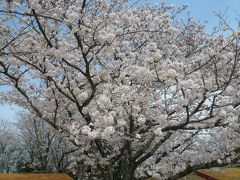 臼杵城址の桜