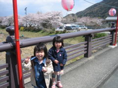 五十鈴川の桜♪