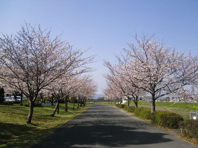 福岡県久留米市の百年公園は今が桜満開と言う情報を聞いて、花見へGo!