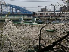 多摩川台公園で散り始めの観桜