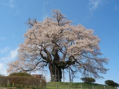 醍醐桜を訪ねて