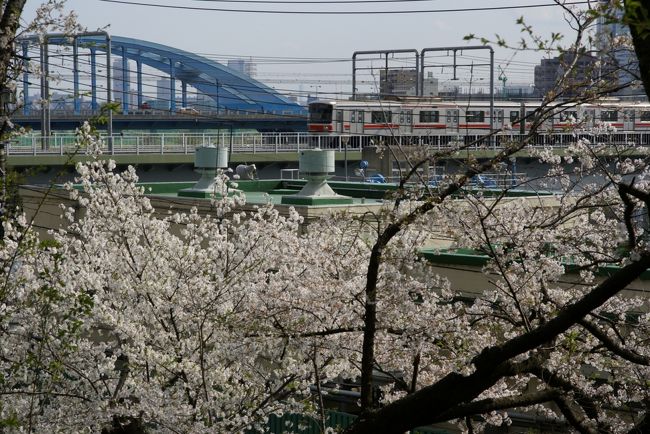 旅行では無いですが…<br /><br />東急東横線多摩川駅近所(西口から坂道をちょっとのぼったとこ)の多摩川台公園まで花見に。<br /><br />いまだ手になじまない新しい写真機と新品のレンズの具合を試しに行きました。<br /><br />平日の昼間、満開を過ぎて雪のように降る花びらの中、色々（っつーても桜ばかり？）撮ってみました。