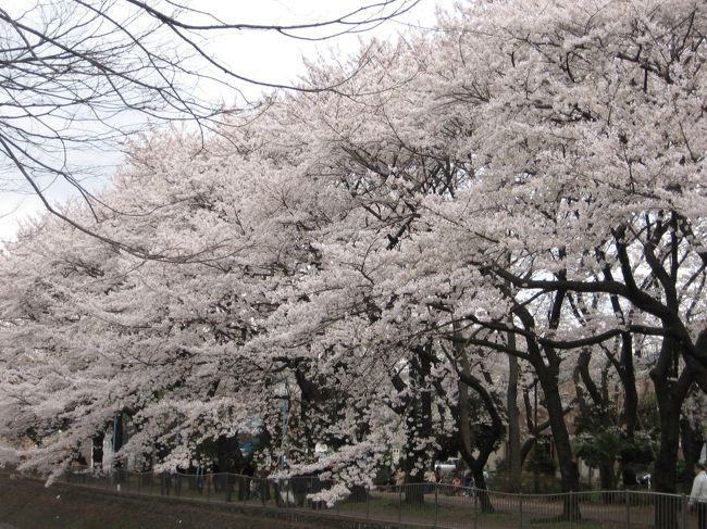 今年は天気に恵まれずあまりあちこち出かけられなかった。<br />で、結局例年通り善福寺河川敷きの桜です。<br /><br />今年の満開の週末は一日しか良い天気がなくて人々は花見に苦労したと思います。<br />しかも黄砂到来で空もスカッと青空とはいかなかったようで・・