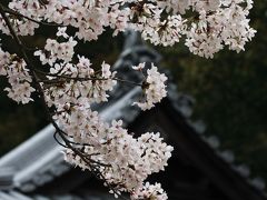 桜と由加山蓮台寺（ゆがさんれんだいじ）