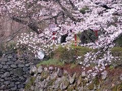 奈良　大和郡山　桜満開の城址公園と金魚養殖（１）